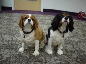 Colleen Stone's dogs