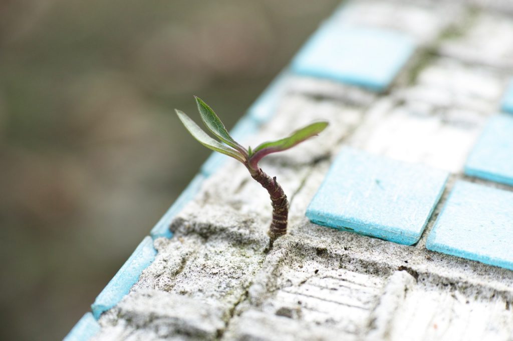A small green sapling growing from between broken light blue tiles